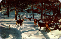 New York Central Adirondacks Deer In The Snow 1958 - Adirondack