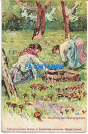 174033 SWITZERLAND SAXON PUBLICITY LUXURY PRESERVES THE PICKING OF MUSHROOMS POSTAL POSTCARD - Saxon