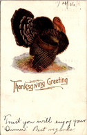Thanksgiving Greetings With Turkey 1906 - Thanksgiving