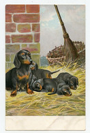 Chiens Teckels Dachshund Dogs - Hunde