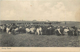 Pays  Div Ref Y986- Kenya - Sheep Farm - Moutons - - Kenya