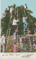 ESPAGNE . Costumbres Undaluzas . Recoleccion De Naranjas  (Beau Plan Très Animé) - Autres & Non Classés