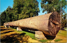 (2 B 10 ) Australia - WA - Giant Karri Log In Perth - Perth