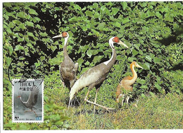 South Korea -  Maximum Card 1988 : White-naped Crane - Antigone Vipio - Gru & Uccelli Trampolieri