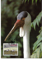 Malawi - Maximum Card 1987 : Wattled Crane   -    Grus Carunculata - Grues Et Gruiformes