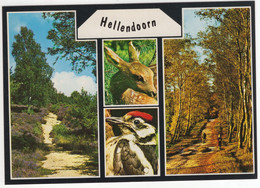 Hellendoorn - (Ov.,Nederland / Holland) - No. 768 - Specht, Reekalf, Bos - Hellendoorn