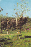 BIRDS: STRUTH CAMELUS ,UNUSED,ROMĂNIA . - Ostriches