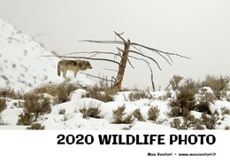 2020 WILDLIFE PHOTO - Fotografie