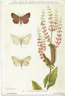 96 - Cycnia Mendica Clerck - La Mendiante - Papillons