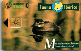 Delcampe - 19637 - Spanien - Fauna Iberica , Malvasia Cabeciblanca - Basic Issues