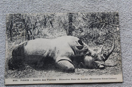 Paris 75, Jardin Des Plantes, Rhinocéros Blanc Du Soudan, Animaux - Rhinocéros