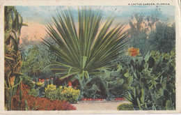 Cactus Garden , Florida , 1910s - Sukkulenten