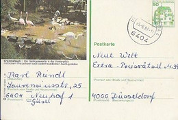 Germany & Postal Stationery, Hasloch, Vorderpfalz, Neuhof To Dusseldorf 1981 (8) - Flamingo