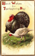 Thanksgiving Greetings With Turkey 1908 - Thanksgiving