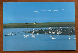 Swan Bird Lake,China 1997 Xinjiang Bayan Bulag Region Alpine Basin Landscape Advertising Pre-stamped Card - Cygnes