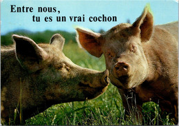 (2 B 26)(M+S) France - Pig / Cochon - Humour - Cochons