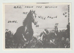 QSL Card 27MC Wild Paard Neeroeteren (B) - CB