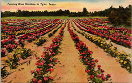 Texas Tyler Famous Rose Garden - Tyler