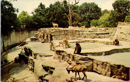 Texas San Antonio Zoological Gardens And Aquarium - San Antonio