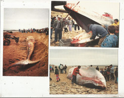 Cp , Animaux Marins ,baleine échouée à La Pointe Du GROUIN ,85 ,LA TRANCHE SUR MER ,1992 , LOT DE 5 CARTES POSTALES - 5 - 99 Cartes