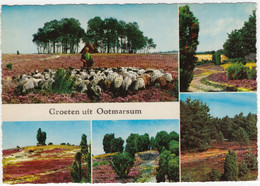 Groeten Uit Ootmarsum - Heide, Schaapskudde, Struiken - (Overijssel, Nederland) - Ootmarsum