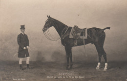 Montjoie. Cheval De Selle De S.M. Le Roi Albert.  Scan - Horses
