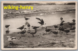 Langeoog - S/w Möwen Am Meeresstrand 1   Vogelkolonie Nordseebad Langeoog - Langeoog