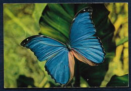 Carte Postale - Animal - Papillon Des Tropiques - Morpho Meneleus - Papillons