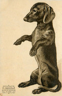 Teckel Dachshund * CPA Illustrateur Gauffrée Embossed * Chien Dog * Publicité Chicorée A La Ménagère + Chocolat Cambrai - Chiens