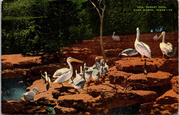 Texas Fort Worth Forest Park Zoo Exotic Birds 1946 - Fort Worth