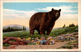 Yellowstone National Park A Park Bear - USA National Parks