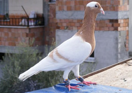 Carte Postale, Oiseaux, Pigeon Breeds Encyclopedia, Mewerdi Dewlap - Birds