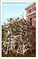 Yellowstone National Park Elk Horns - USA National Parks