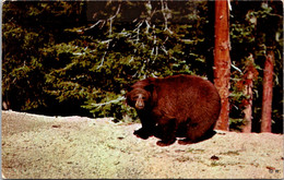 Yellowstone National Park Brown Bear 1954 - USA National Parks