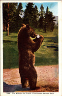 Yellowstone National Park Ten Minutes For Lunch A Park Bear - USA Nationalparks