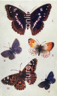 BUTTERFLIES ON THE WING SERIES 1 TUCK OILETTE NO 3390 ART COLOUR POSTCARD AQUARETTE RARE BRITISH BUTTERFLY - Papillons