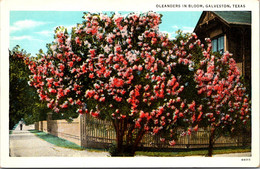 Texas Galveston Oleanders In Bloom Curteich - Galveston