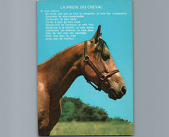 La Prière Du Cheval - Cpm Non écrite - Pferde