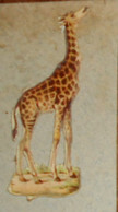 Découpi  Fin XIXe. Une Girafe - Animals