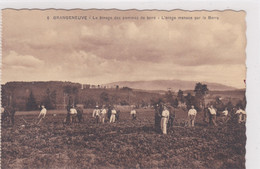 Posieux, Grangeneuve. Ecole D'agriculture. Le Binage Des Pommes De Terre. Charrue Tirée Par Un Cheval - Posieux