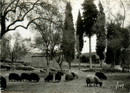 Santa Maria Siché * Pâturage Du Village * Corse Du Sud 2A - Other & Unclassified