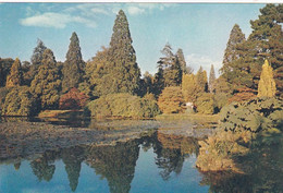 Sheffield Park Gardens - Unused Postcard - Sussex - J Arthur Dixon - Rye