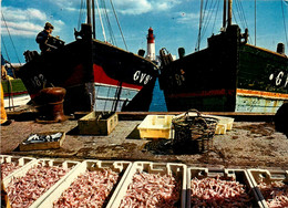 Le Guilvinec * Le Port Langoustier * Déchargement Des Langoustines * Pêche - Guilvinec