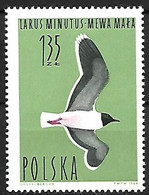 Poland - MNH ** 1964 :    Little Gull  -  Hydrocoloeus Minutus - Möwen