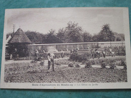 Ecole D'Agriculture - Les Elèves Au Jardin - Le Neubourg