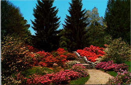 North Carolina Asheville Biltmore House Spring In The Azalea Garden - Asheville