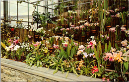 Ohio Cincinnati Eden Park Conservatory Orchid Display - Cincinnati