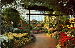 Ohio Cincinnati Eden Park Conservatory Chrysanthemum Display - Cincinnati