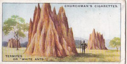 Natures Architects 1930  - 24 Termites White Ants - Churchman Cigarette Card - Original -  Wildlife - Churchman