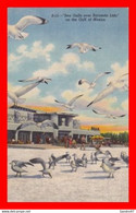 CPA  SARASOTA (Floride).  "Sea Gulls Over Saratosa Lido' On The Gulf Of Mexico,  Mouettes. .*5615 - Sarasota